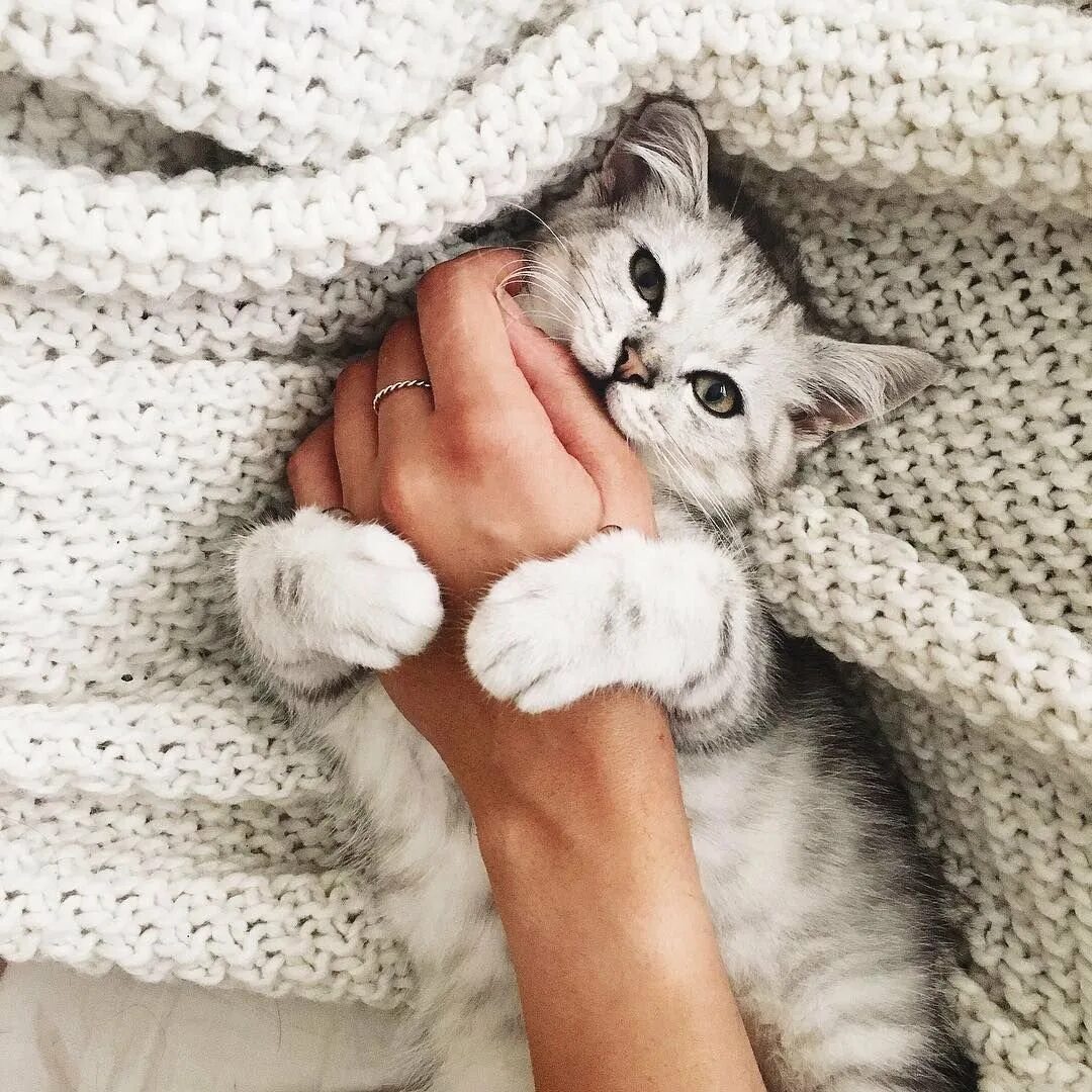 Ладошки нежные кошки