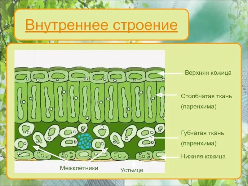Губчатая основная ткань особенности строения и расположения. Столбчатая и губчатая ткань. строение столбчатой ткани. столбчатая и губчатая ткань листа. столбчатая паренхима губчатая паренхима.