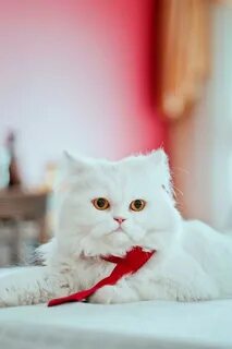 Белый кот на красном фоне