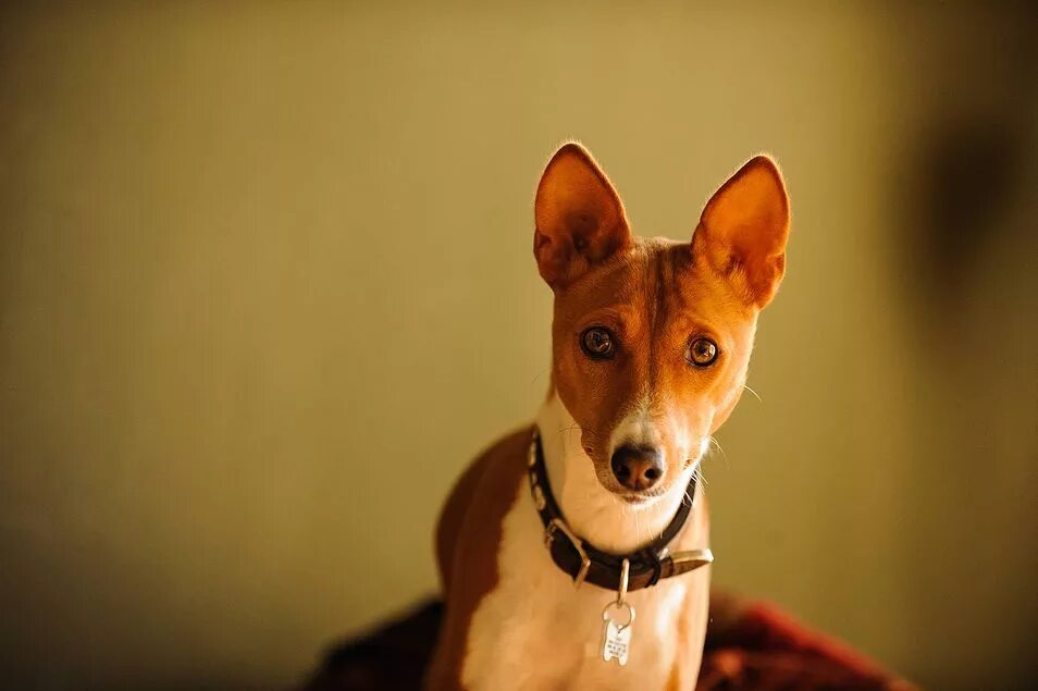 Басенджи. Басенджи конго терьер. Собаки мало лающие. Порода собак басенджи. Jack russell terrier.