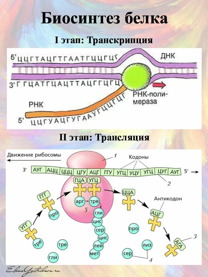 Этап трансляции в процессе биосинтеза белка. Этапы биосинтеза белка схема. Этапы транскрипции биосинтеза белка. Этапы трансляции биосинтеза белка.