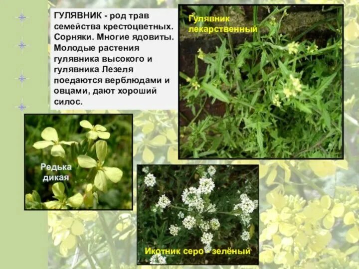 Семейство покрытосеменных крестоцветные