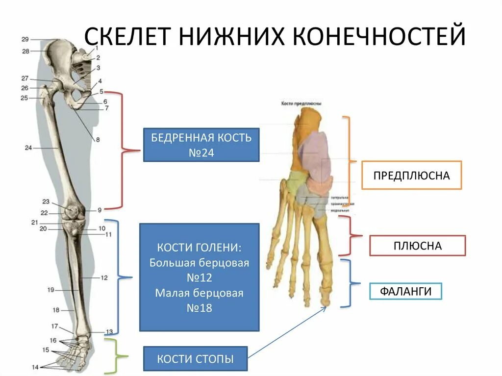 Скелет свободных конечностей отделы. Скелет свободной части нижней конечности. Отделы скелета свободной нижней конечности. Кости скелета нижних конечностей человека. Скелет свободной нижней конечности функции.