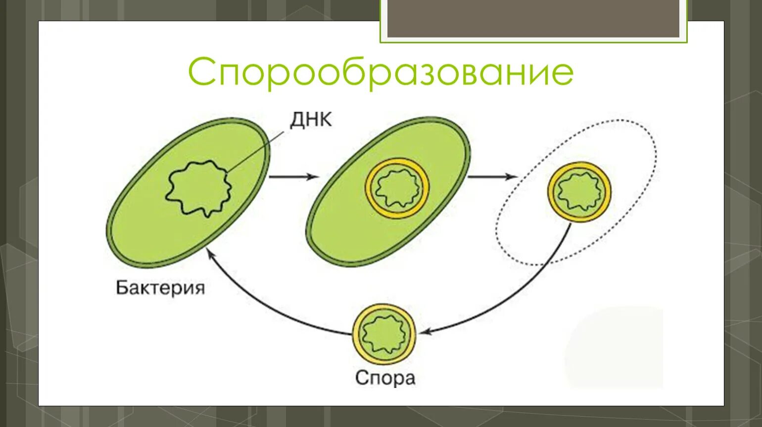 Происходит образование спор происходит размножение. Процесс спорообразования у бактерий. Схема спорообразования у бактерий. Схема образования спор у бактерий. Схема спорообразования у бактерий микробиология.