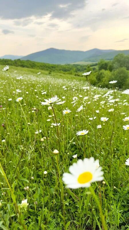 ромашковые поля слова. юнна мориц белые ромашки. стихотворение я ромашка. военное поле ромашек. слова ромашковое поле.