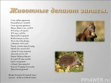 Стих животные леса