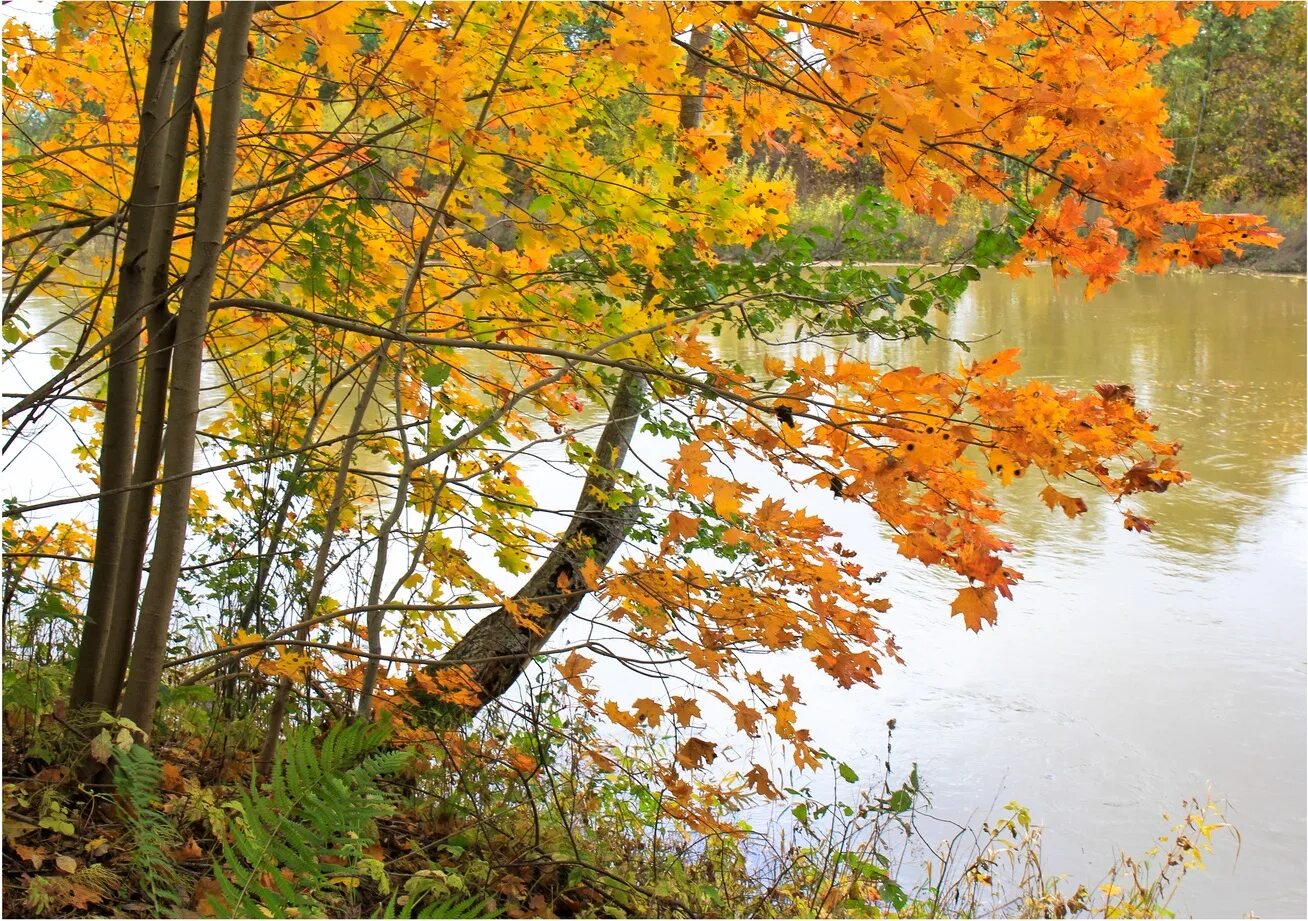 клен у реки. караоке там где клен шумит над речной. клен шумит. клён андрей бандера. клен петь караоке.