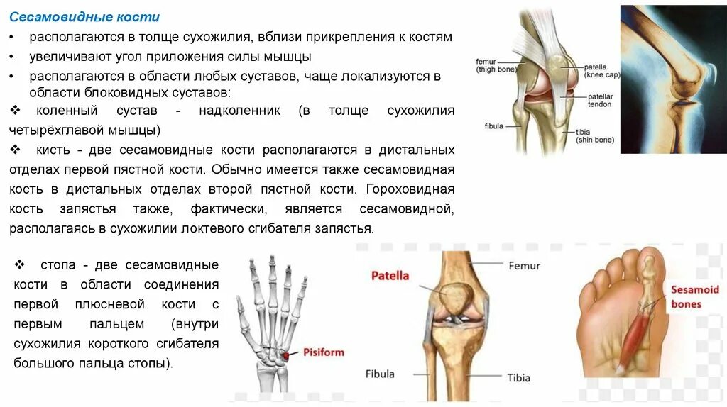 5 групп костей. Сесамовидные кости 1 плюсневой кости. Сесамовидные кости 1 пястной кости. Сесамовидная кость межфалангового сустава. Функции сесамовидные кости стопы.