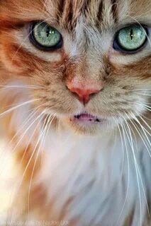 Коте но