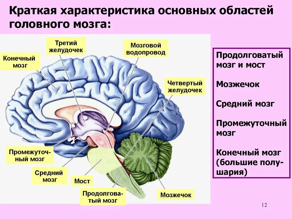 Структура головного мозг средний мозг. Продолговатый мозг 2) мозжечок 3) средний мозг. Конечный и промежуточный отдел головного мозга. Отделы головного мозга передний средний задний.