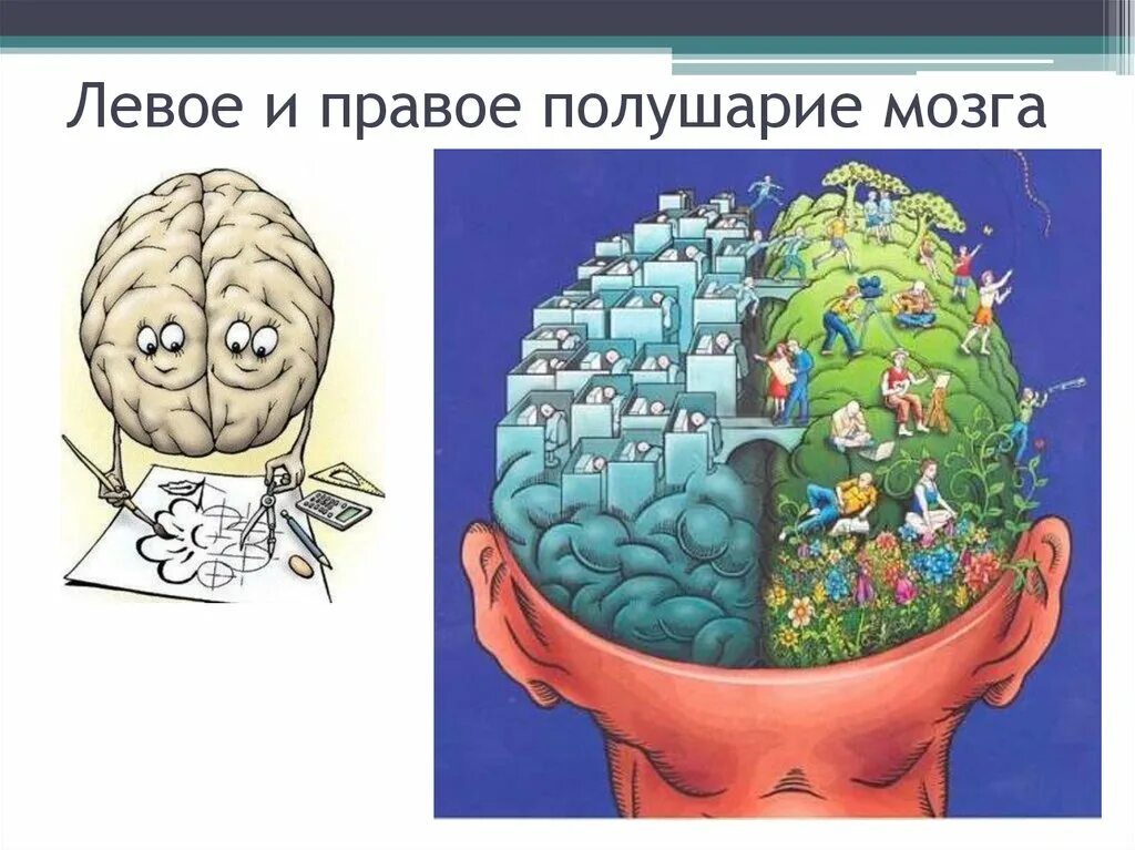 Картинка полушарие мозга. Левое и правое полушарие мозга. Лнеюевое и правое полушарие мозга. Леосе и праное полушарие. Левое и право полущарие.