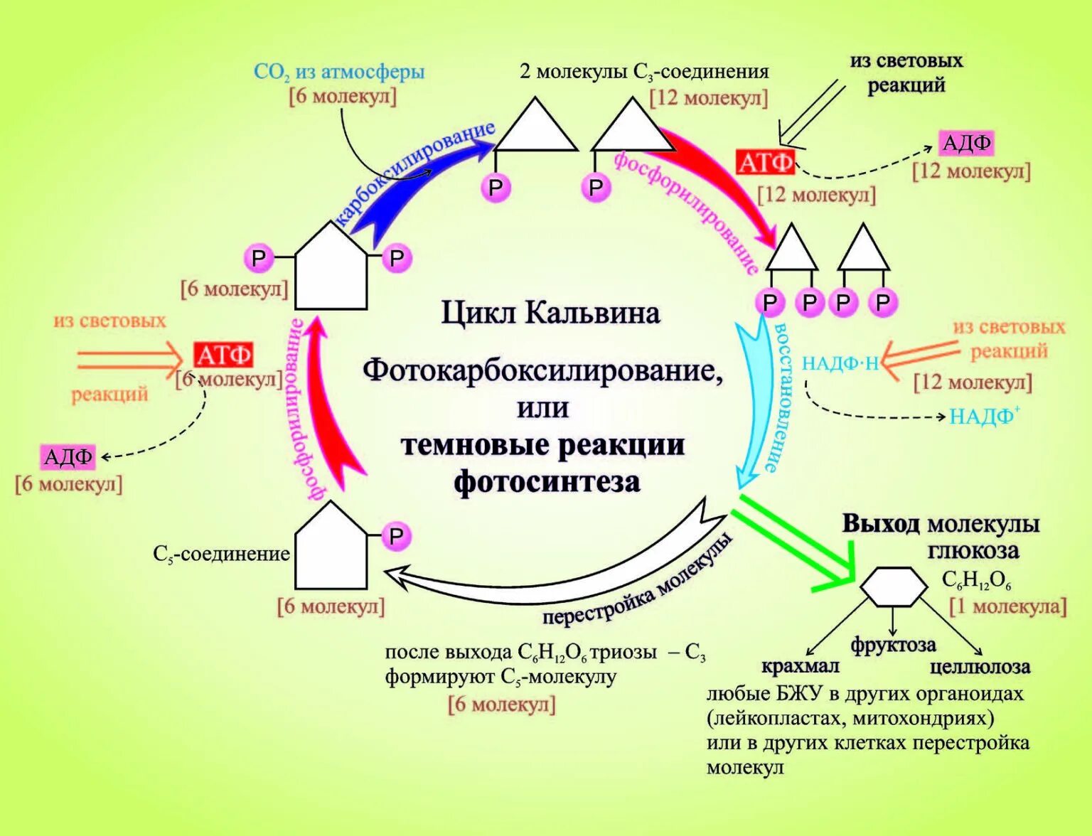 Цикл кальвина происходит в хлоропласта. Темновая фаза цикл Кальвина. Темновая фаза фотосинтеза цикл Кальвина. Цикл Кальвина в фотосинтезе. Кальвин темновая фаза.