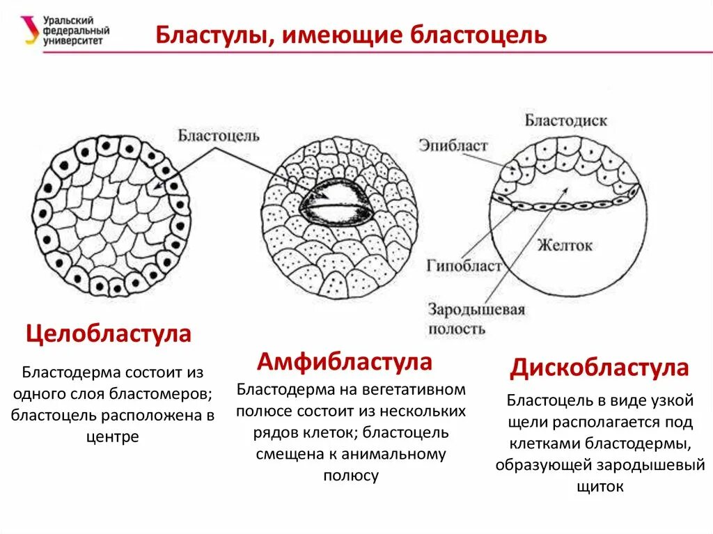 Центр дробление. Бластомеры бластоцель бластопор. бластуляция бластомеры бластула бластоцель. бластула бластодерма. амфибластула дробление.