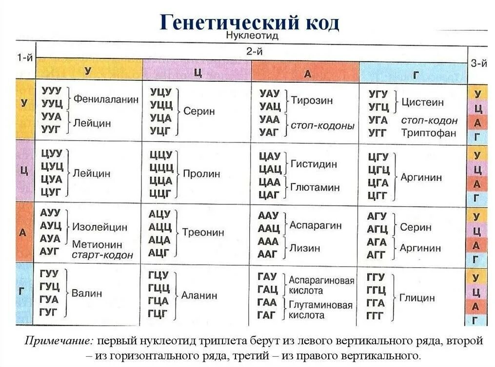 Фрагмент цепи днк имеет последовательность атааггатгццтттт. Генетический код нуклеотиды таблица. Таблица триплетов генетического кода и РНК. Таблица кодонов ДНК. Генетический код белка таблица.