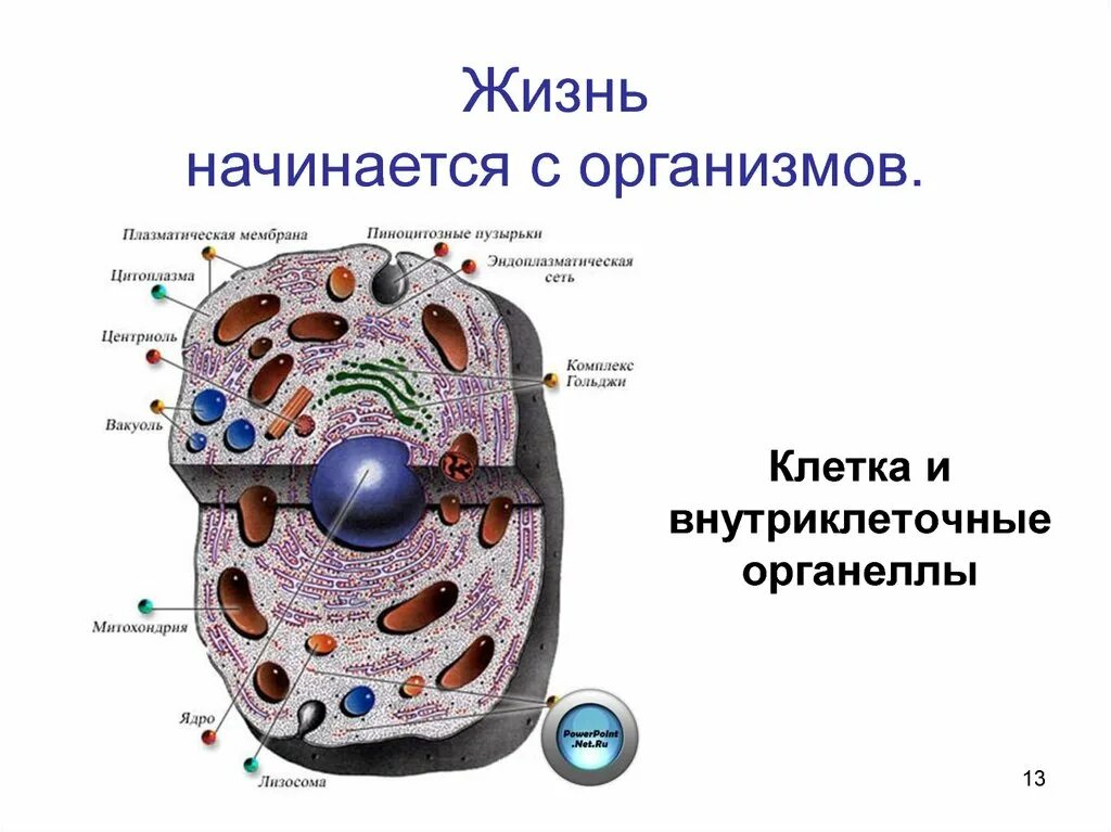 Жизненные свойства организмов