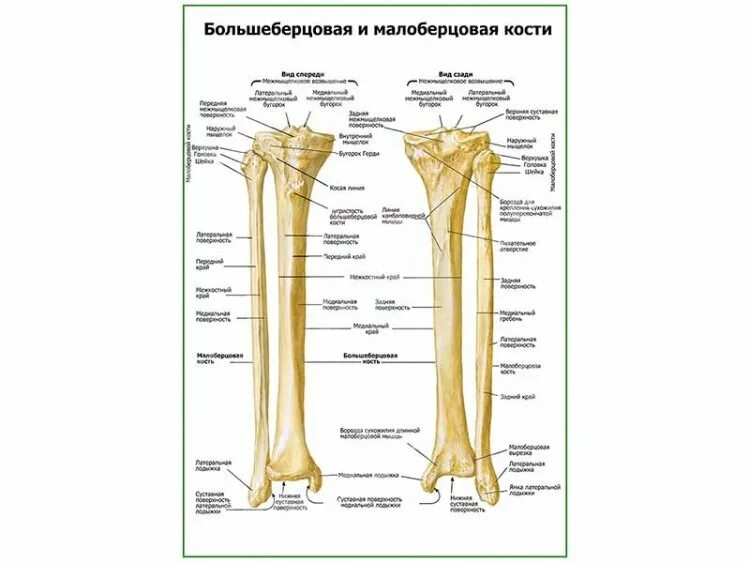 Большеберцовая кость Diagram Quizlet