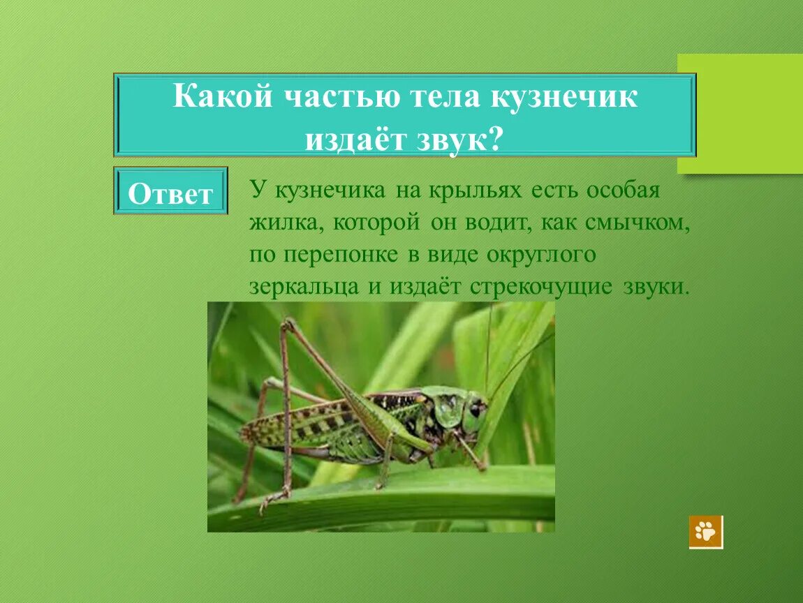 Кузнечик какие звуки