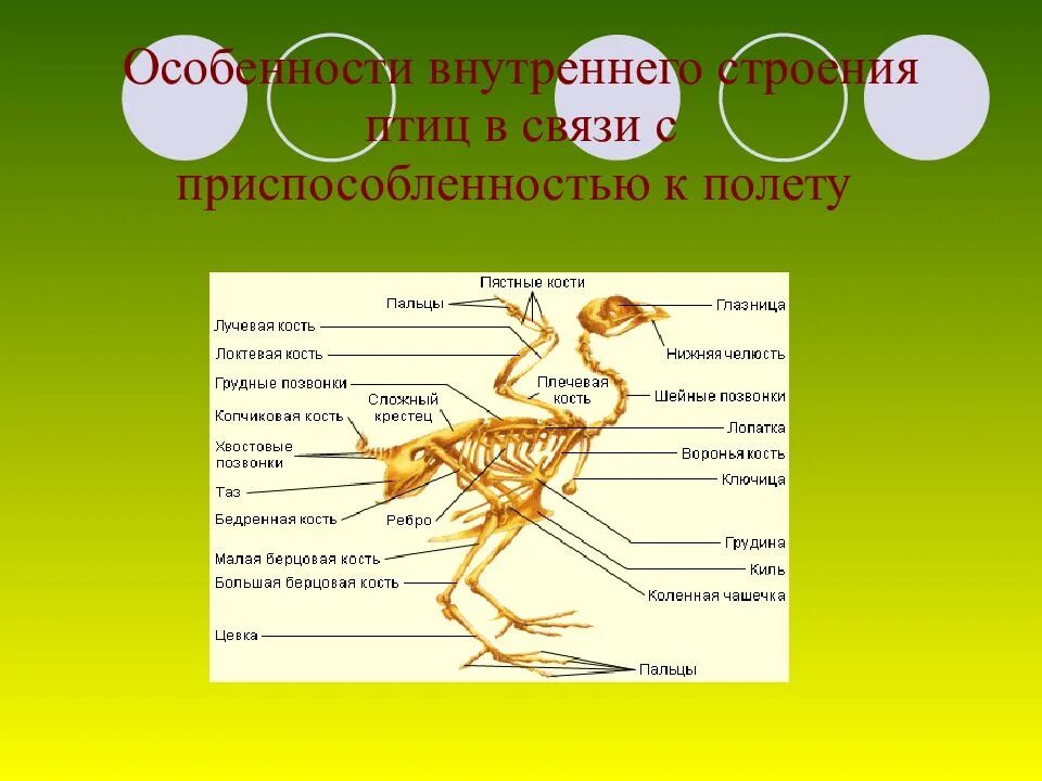 Укажите особенности внутреннего строения птиц. Особенности внутреннего строения птиц. Класс птицы внутреннее строение. Внутреннее строение птиц характеристика. Строение птицы биология.