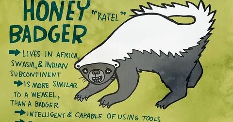Badger перевод