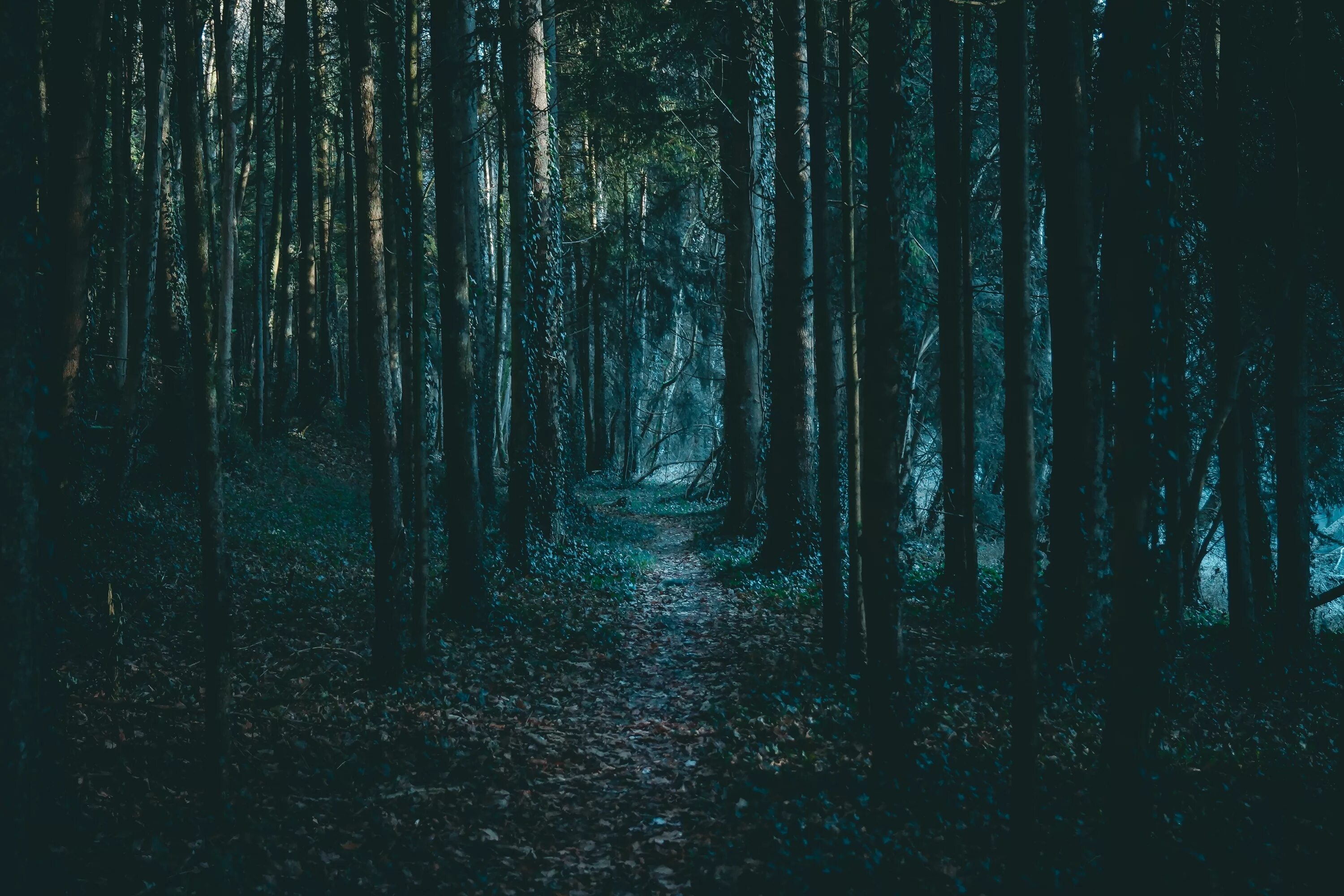 Темнота естественная. Эстетика леса. Атмосферный лес. Атмосферный темный лес.