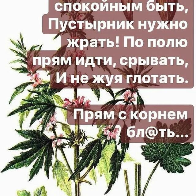 С тобою чтоб спокойным быть пустырник. С тобою чтоб спокойным быть пустырник. С тобой чтоб спокойным быть пустырник чтобы. С утра выпил весь день свободен. Пустырник-форте инструкция.