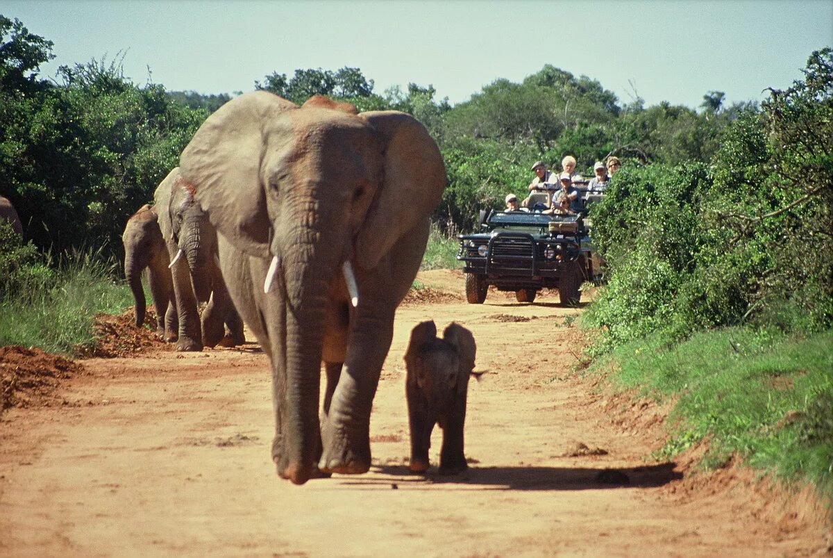 Africa safari. Сафари Крюгер парк. Национальный парк Крюгер ЮАР. ЮАР сафари. Национальный парк Крюгера в Африке.
