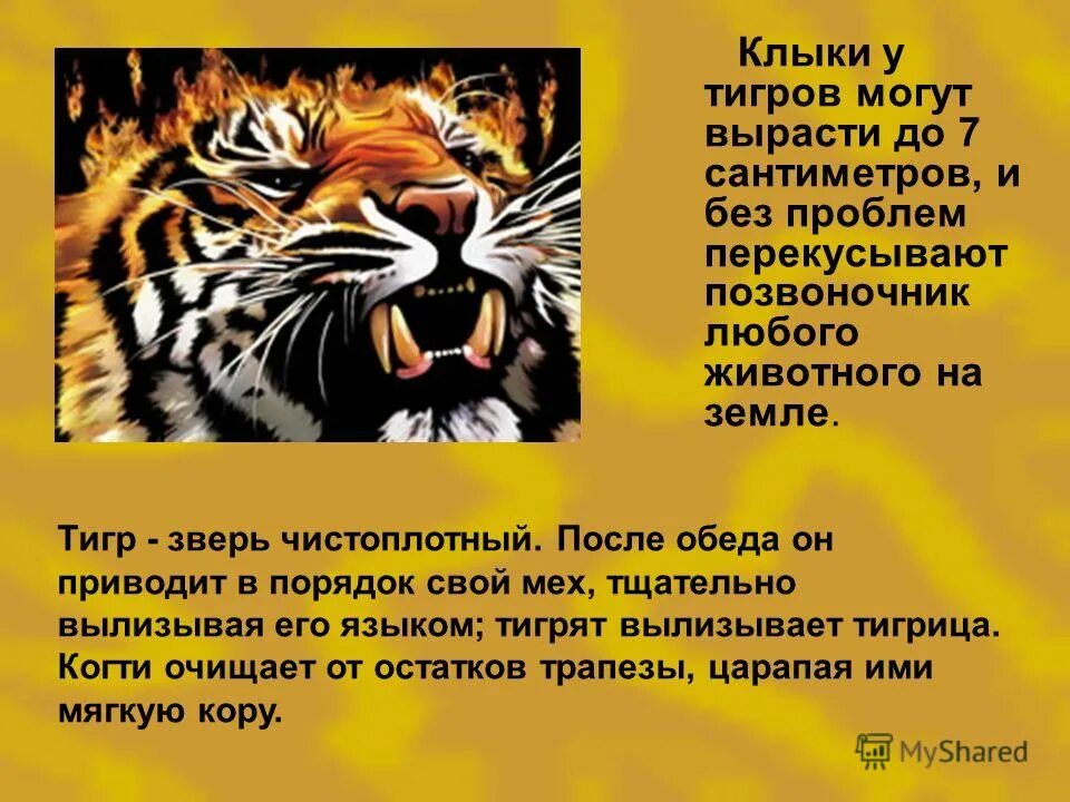 Коготь медведя в разрезе. Зубы анатомия резцы клыки. Зубная формула по воз молочных зубов. Строение когтя медведя. Резцы строение и функции.