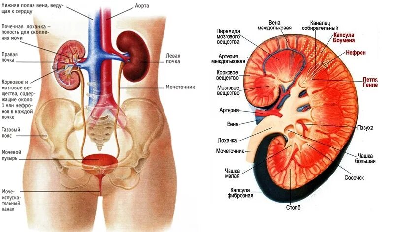Строение человека внутренние органы почки. Схема органов человека почки. Расположение почек спереди. Внутренние органы человека схема расположения почки.