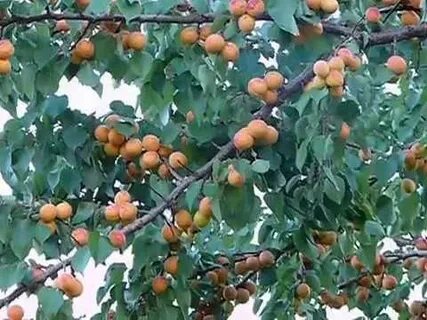 Абрикосы черенками