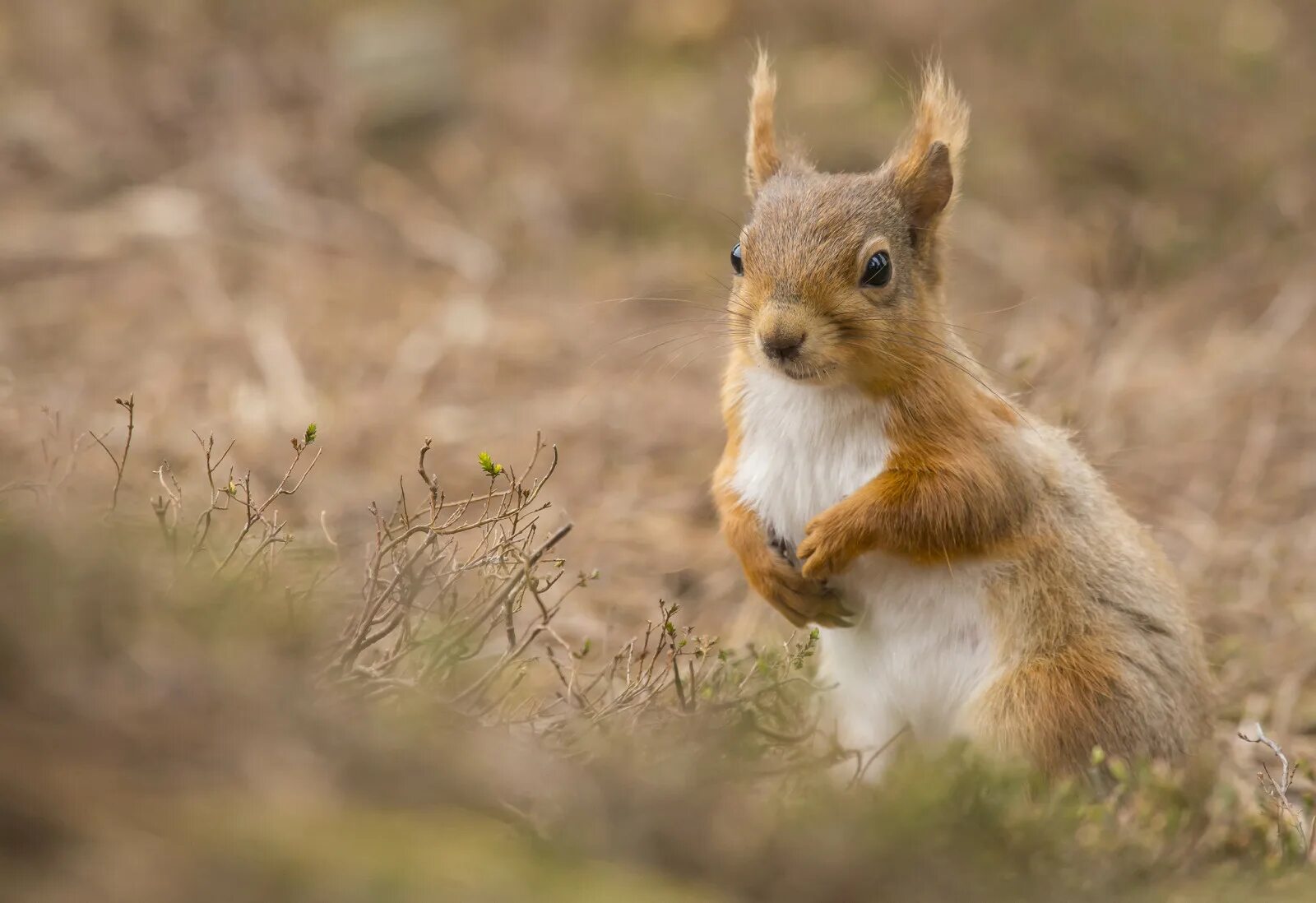 C squirrel