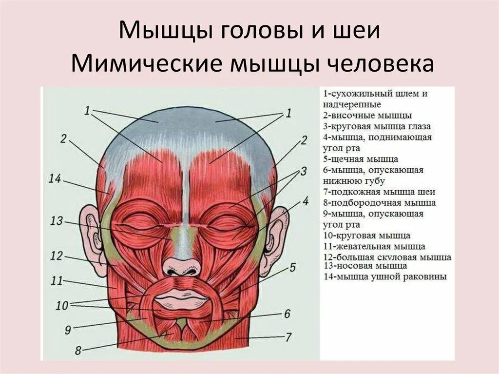 Затылок описание. Мимические мышцы лица анатомия вид спереди. Мышцы головы шеи и туловища анатомия. Мимические мышцы головы анатомия функции. Мышцы головы вид спереди.