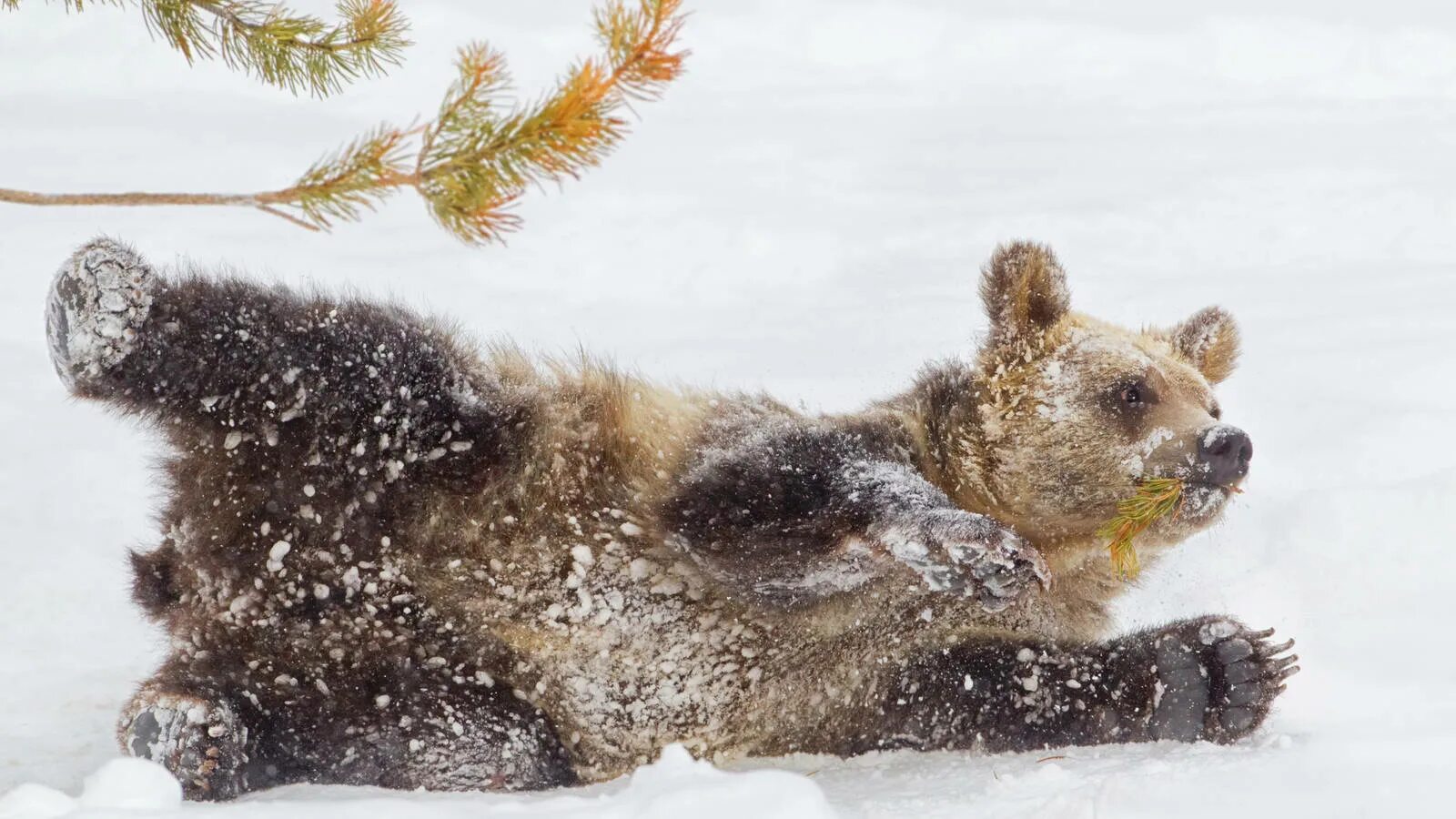 Медведь зимой. Медведь зимой в лесу. Медвежонок зимой. Бурый медведь зимой.