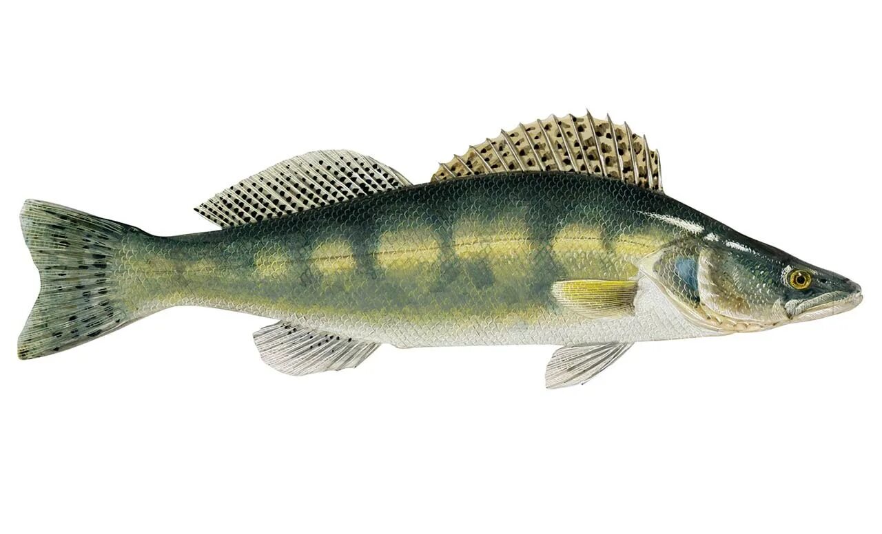Судак для детей. Судак нарисованный. Судак рыба хищник. Белый судак. Судак обыкновенный сбоку.