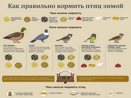 Можно ли кормить птиц овсяными хлопьями