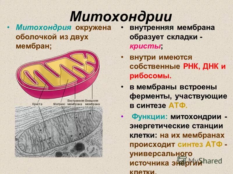 Функция митохондрии является. Митохондрии структура и функции. Митохондрии строение и функции.