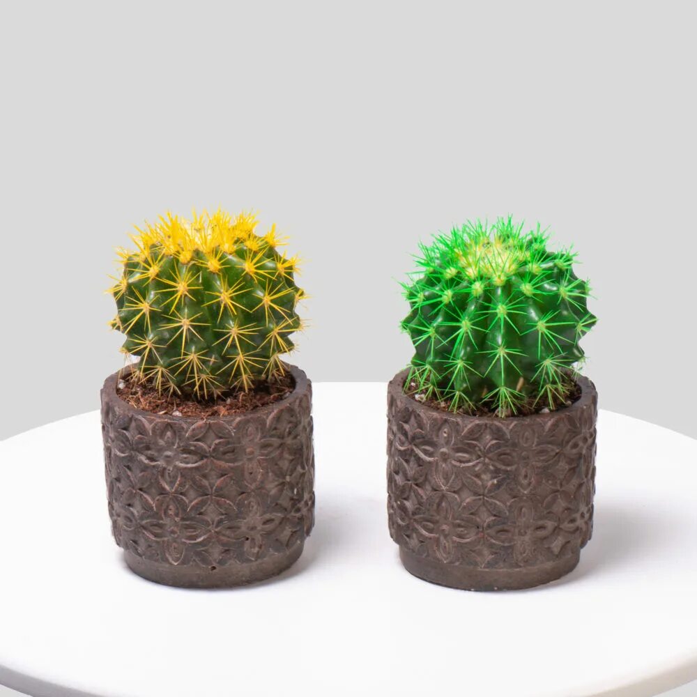 никитский ботанический сад кактусы. кактусовая оранжерея в никитском саду. Cactus спб. Cactus с чипом. шредер cactus cs-sh-8-16-2x15.