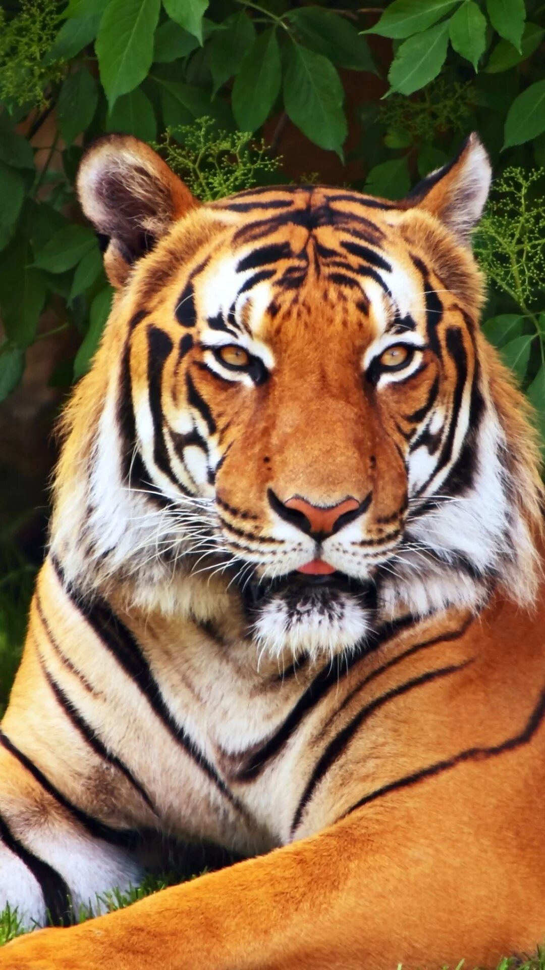 Заставки на телефон тиграми бесплатные. Тайгер Тигер. Красивый тигр. Тигр обои. Заставка на телефон тигр.