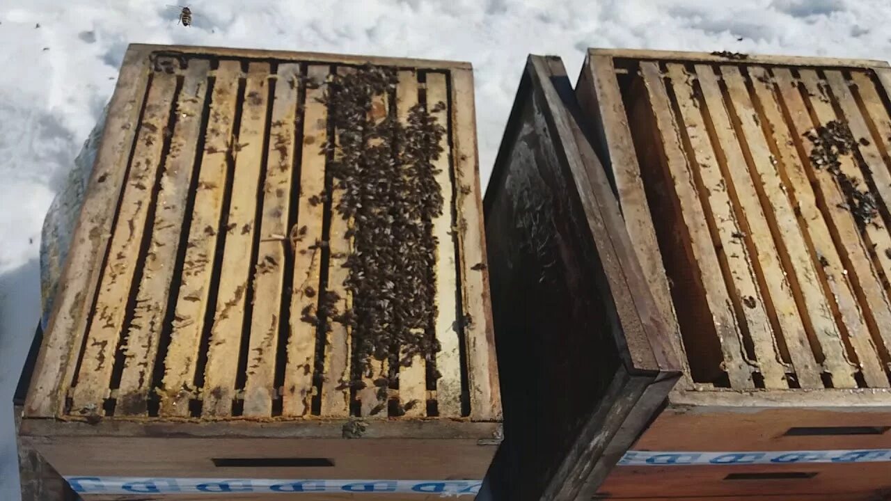 Вынос ульев из омшаника. Улей сверху. Вынос пчел из омшаника. Зимовник для пчел. Когда выносить пчел