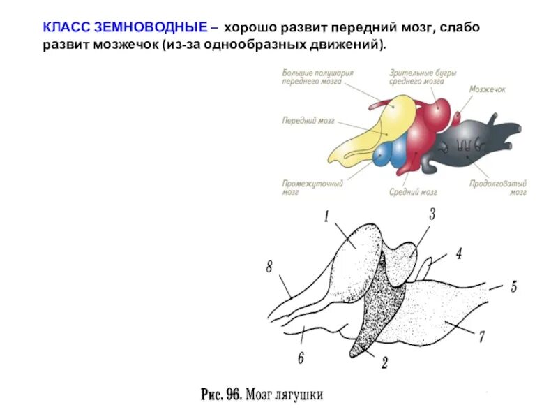 Развитие мозжечка у земноводных. Передний мозг земноводных. Продолговатый мозг лягушки. Промежуточный мозг амфибий. Мозжечок у земноводных.