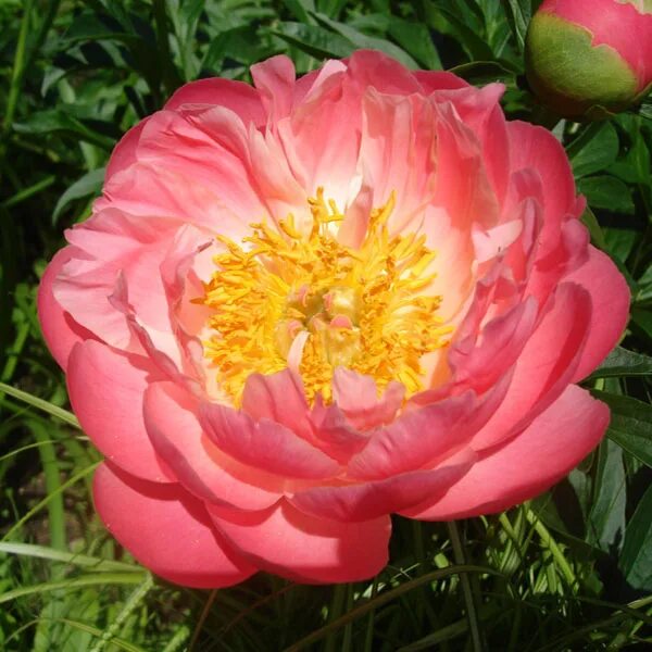 Пион пинк гавайан коралл. Пион pink hawaiian. Пион пинк гавайан коралл. Пион пинк гавайан коралл. Пион пинк гавайан корал описание и фото.