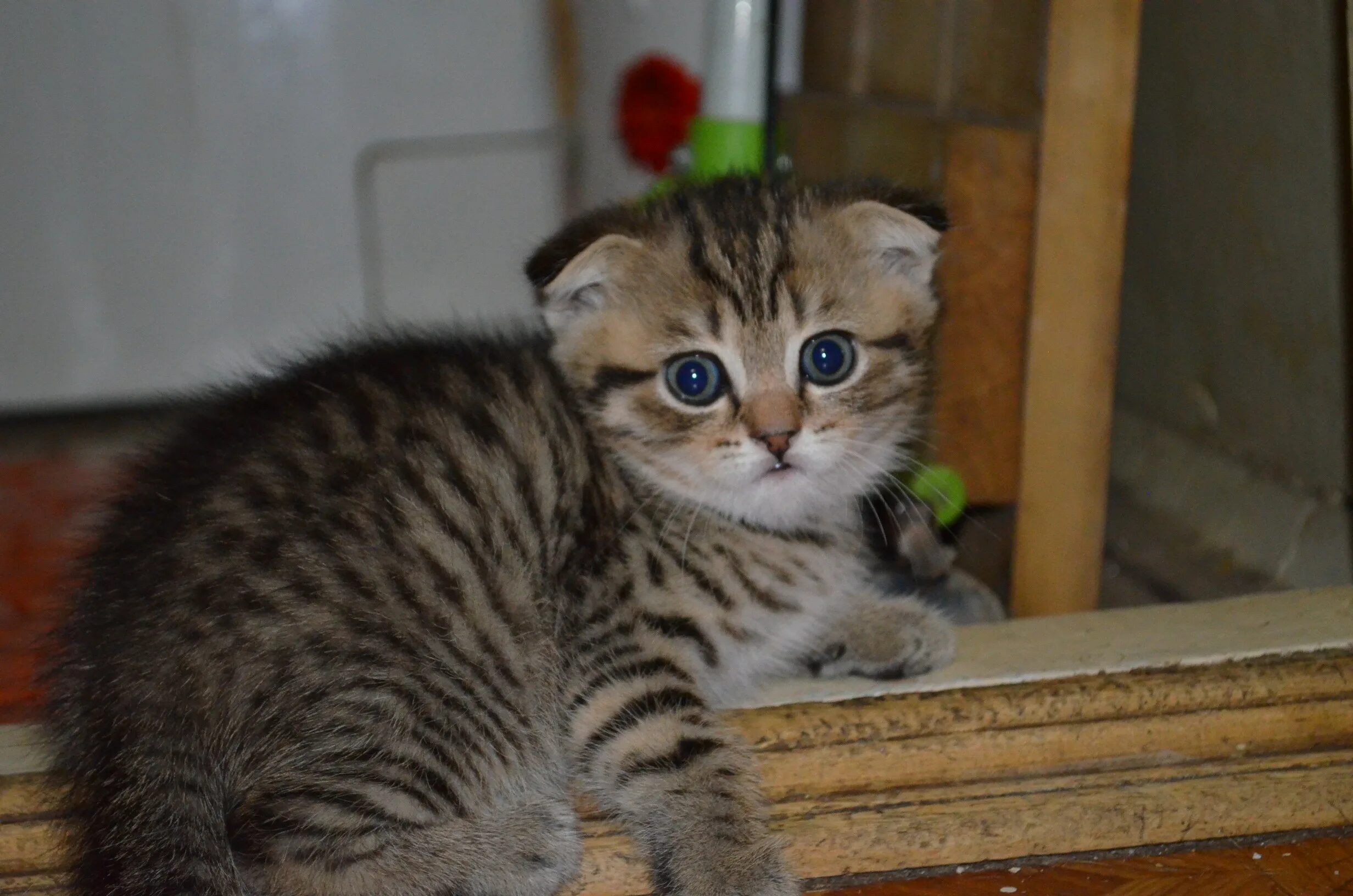 Вислоухий полосатый котенок
