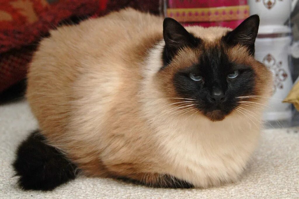 Балинезийская кошка. Сиамский Балинез. Сиамский балинезийский кот. Балинез Балинезийская кошка. Сиамская кошка длинная шерсть