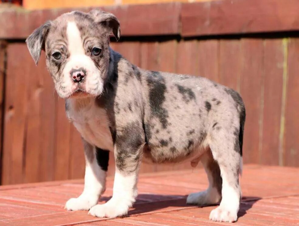 Собака бульдог алапахский чистокровный (отто). Бульдог алапахский отто. 6. Бульдог алапахский чистокровный (отто). Отто алапахский чистокровный.