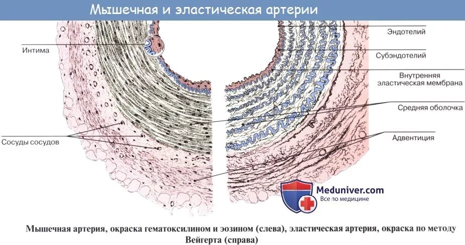 Строение стенки артерии эластического типа. Строение стенки вены гистология. Стенки сосудов гистология вены. Строение стенки артерии и вены.