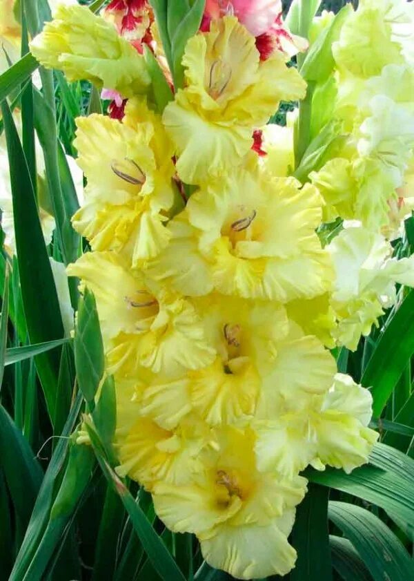 гладиолус (российская селекция) - чернослив. гладиолус смутни акант. гладиолус монтесума. гладиолус зелайс зелтс. сорта отечественной селекции.