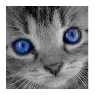 Котенок с синими глазами