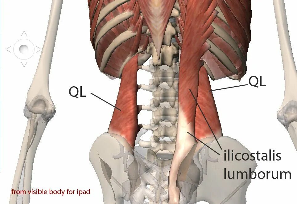 Спазмированные мышцы спины. Quadratus lumborum. quadratus lumborum muscle. квадратная поясничная мышца анатомия. синдром квадратной мышцы поясницы.