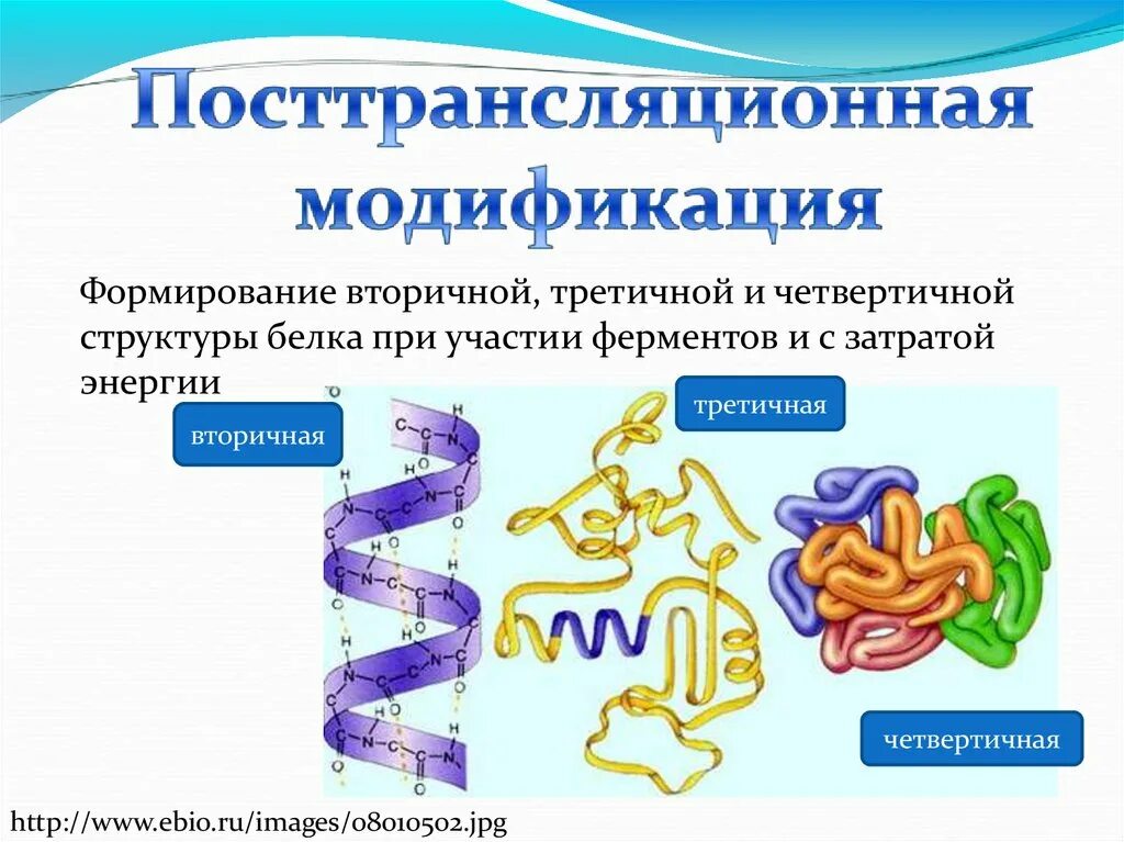 Белки первичная вторичная третичная четвертичная структуры. Формирование вторичной третичной и четвертичной структуры белка. Структура белков первичная вторичная третичная четвертичная. Первичная вторичная четвертичная структура белка.