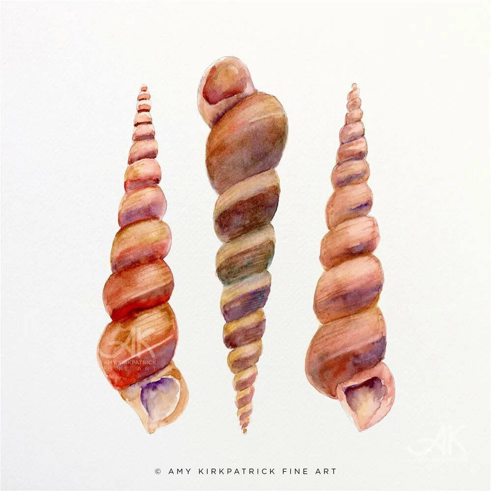 Shells born