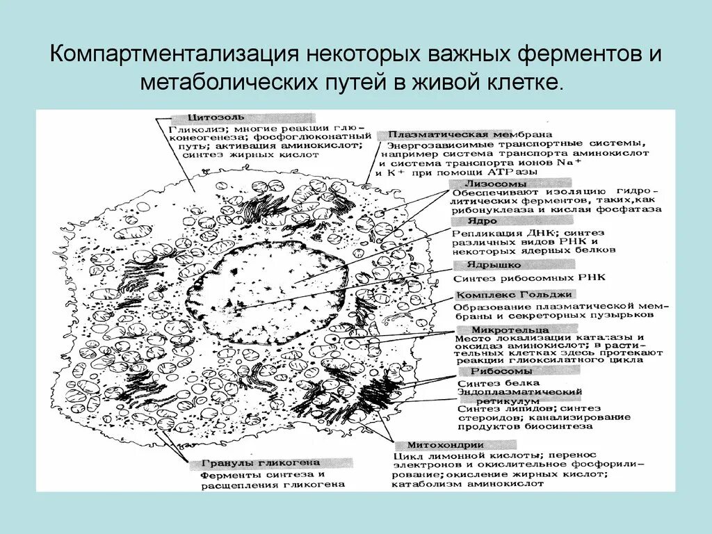 Катализаторы живых клеток. КОМПАРТМЕНТЫ эукариотической клетки. Локализация ферментов. Компартментализация ферментов.